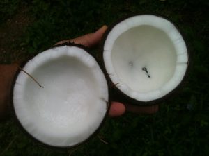 coconut oil for beard 3